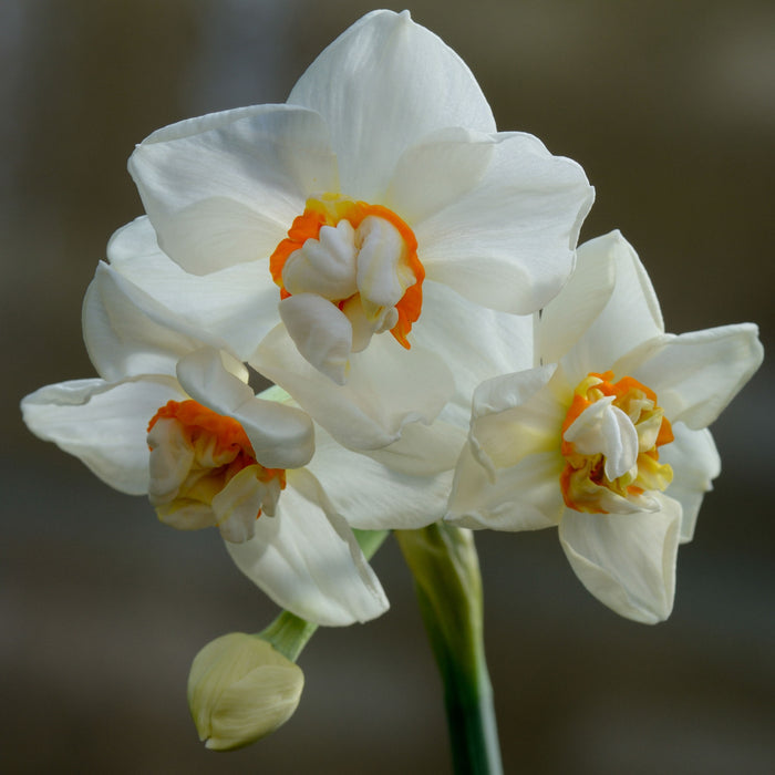 Abba