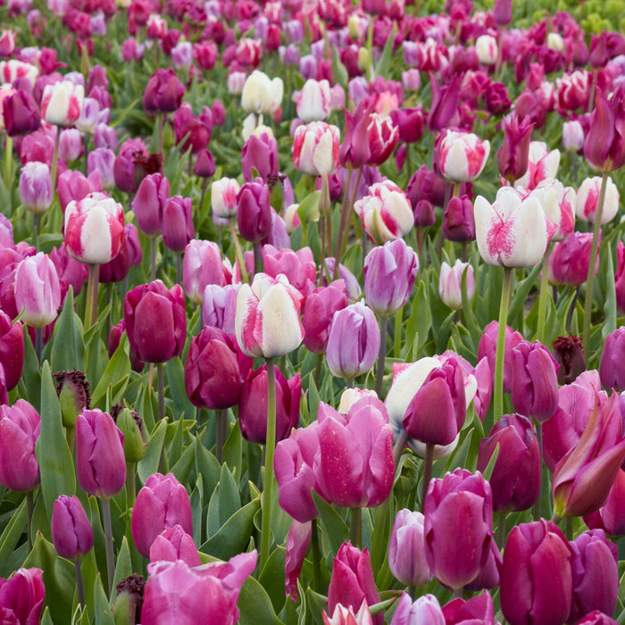 All Season Purple Mix