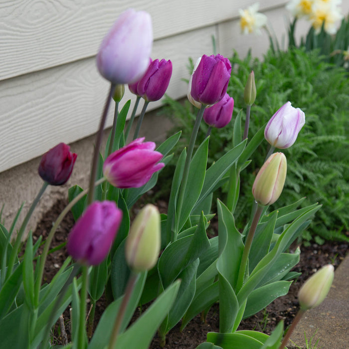 All Season Purple Mix