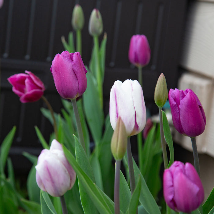 All Season Purple Mix