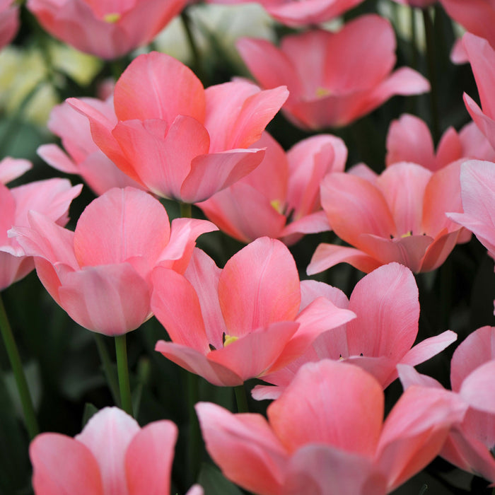 Bella Blush Tulip