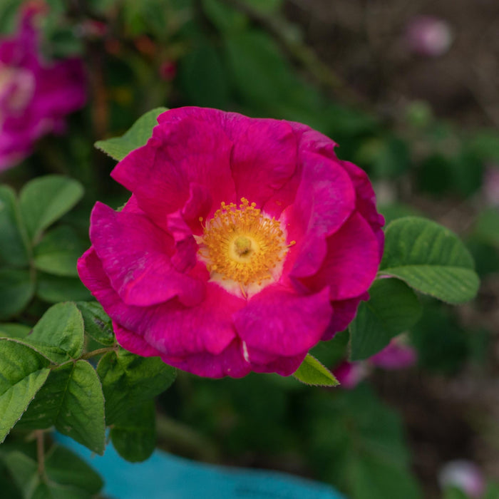 Apothecary's Rose