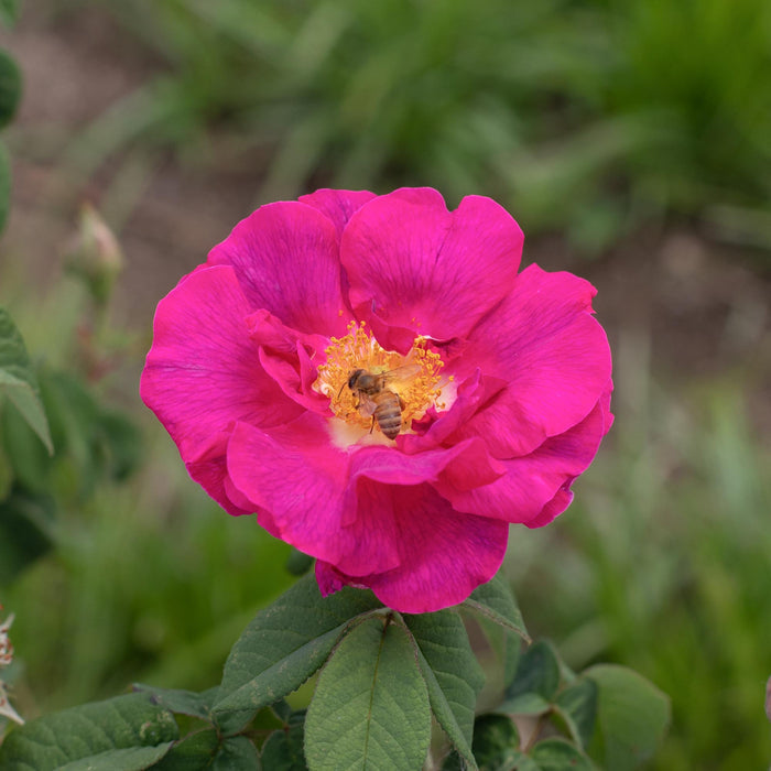 Apothecary's Rose