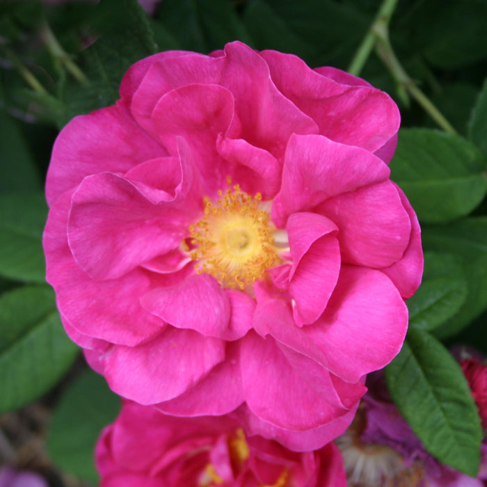 Apothecary's Rose