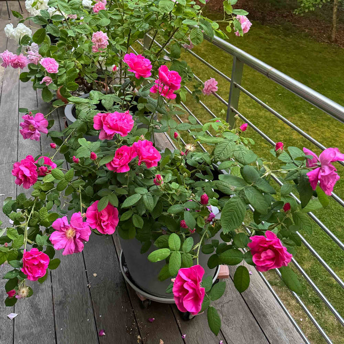 Apothecary's Rose