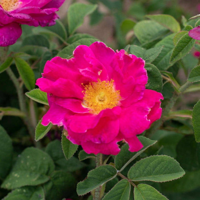 Apothecary's Rose