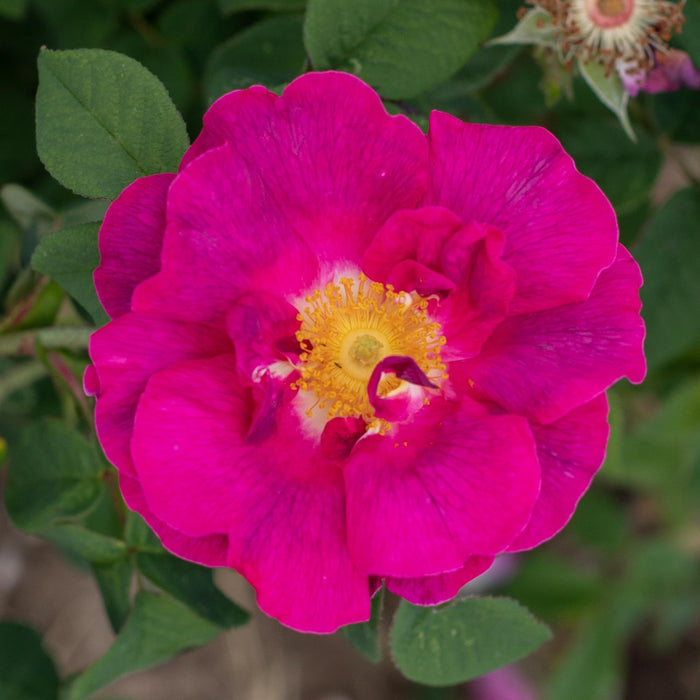 Apothecary's Rose