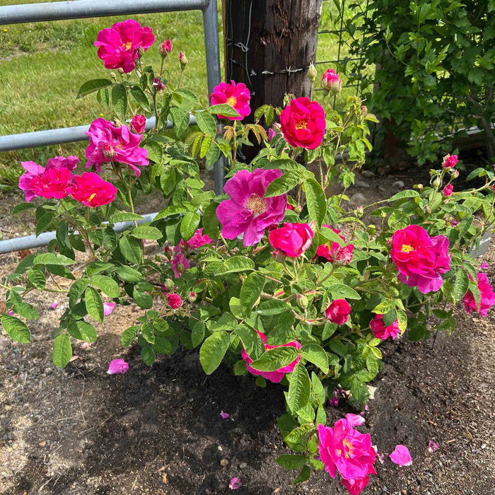 Apothecary's Rose