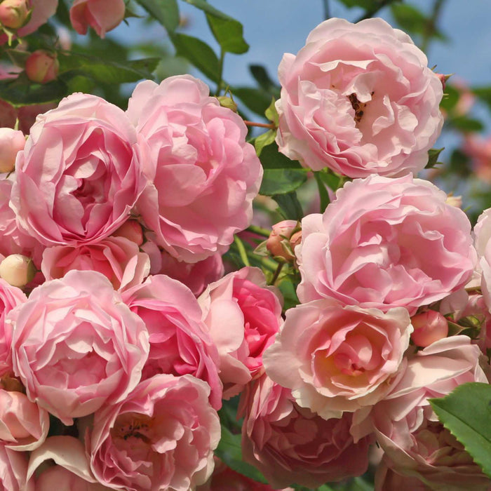 Arborose® Jasmina