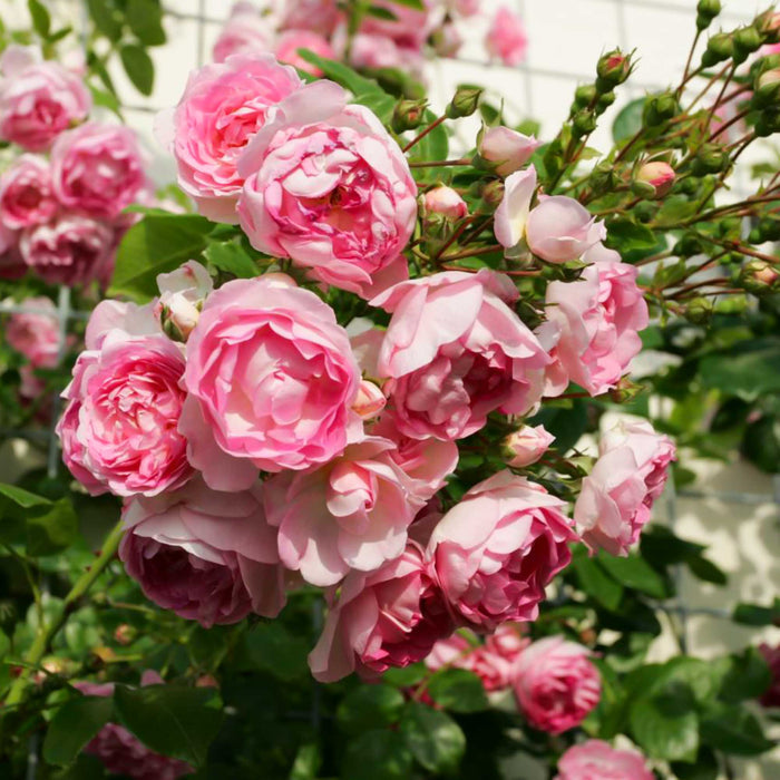 Arborose® Jasmina