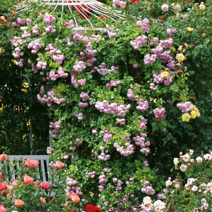 Arborose® Jasmina