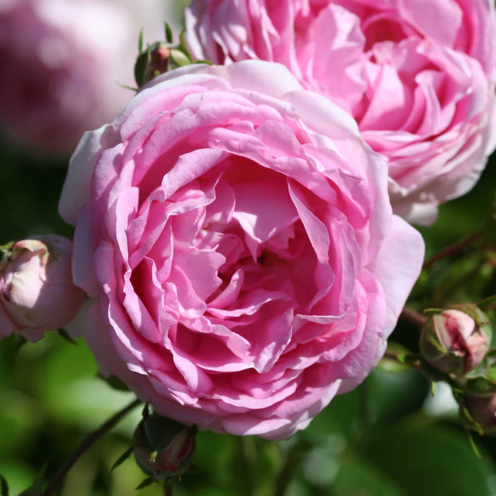 Arborose® Jasmina