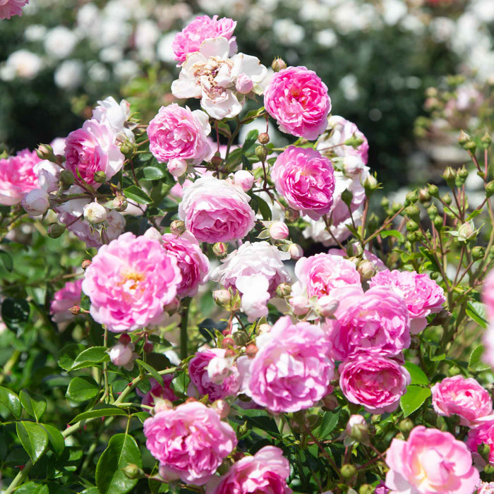 Arborose® Jasmina