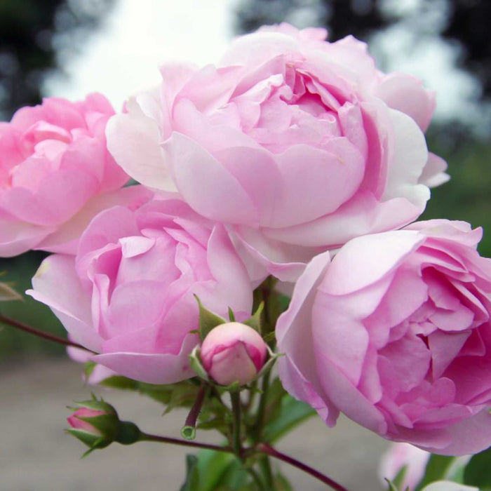 Arborose® Jasmina