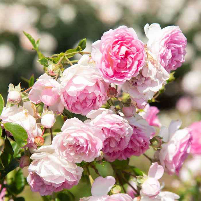 Arborose® Jasmina