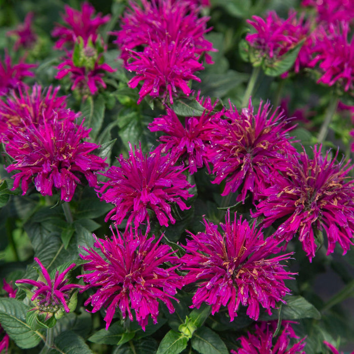 Monarda Balmy™ Purple