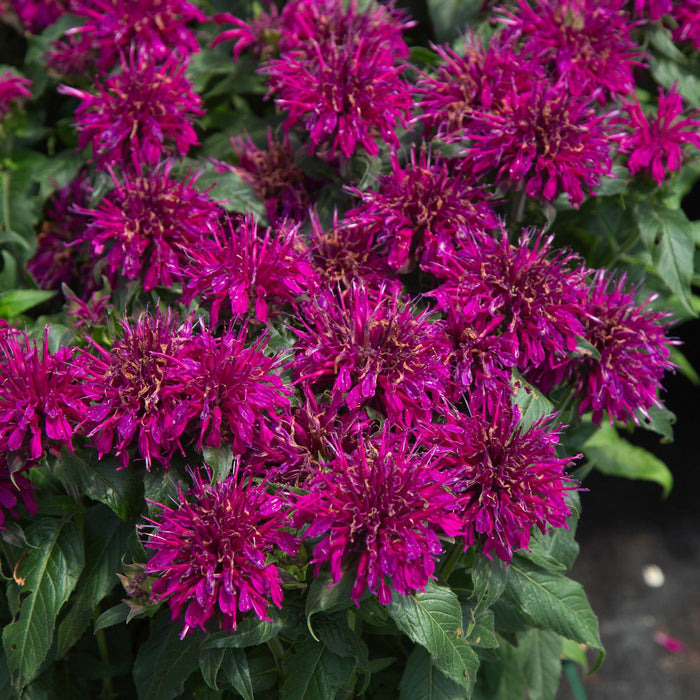 Monarda Balmy™ Purple