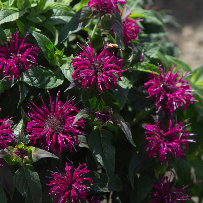 Monarda Balmy™ Purple