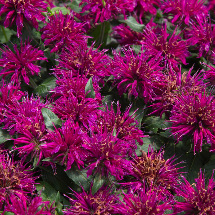 Monarda Balmy™ Purple
