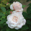Belinda's Blush