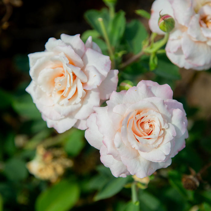Belinda's Blush