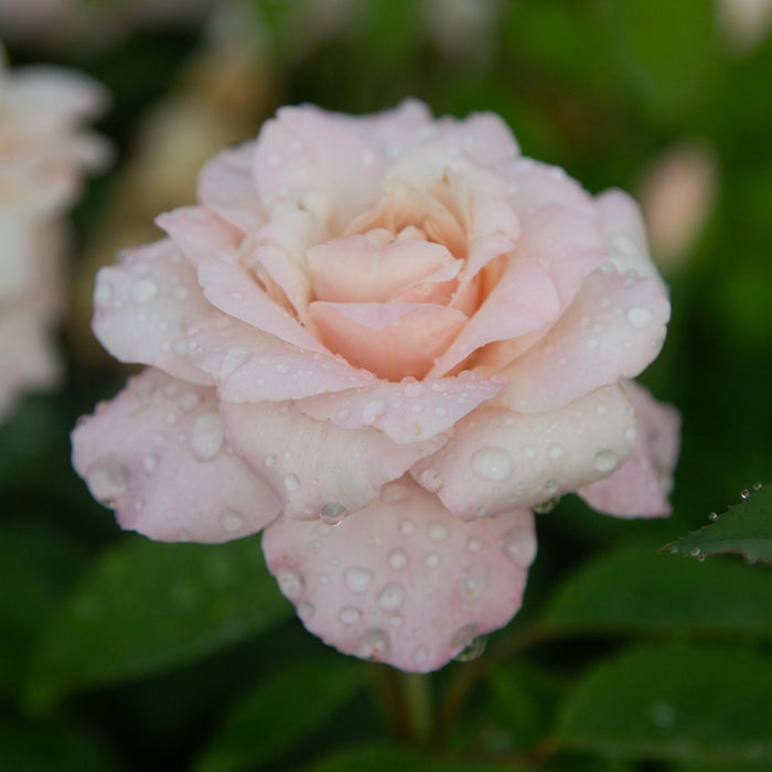 Belinda's Blush