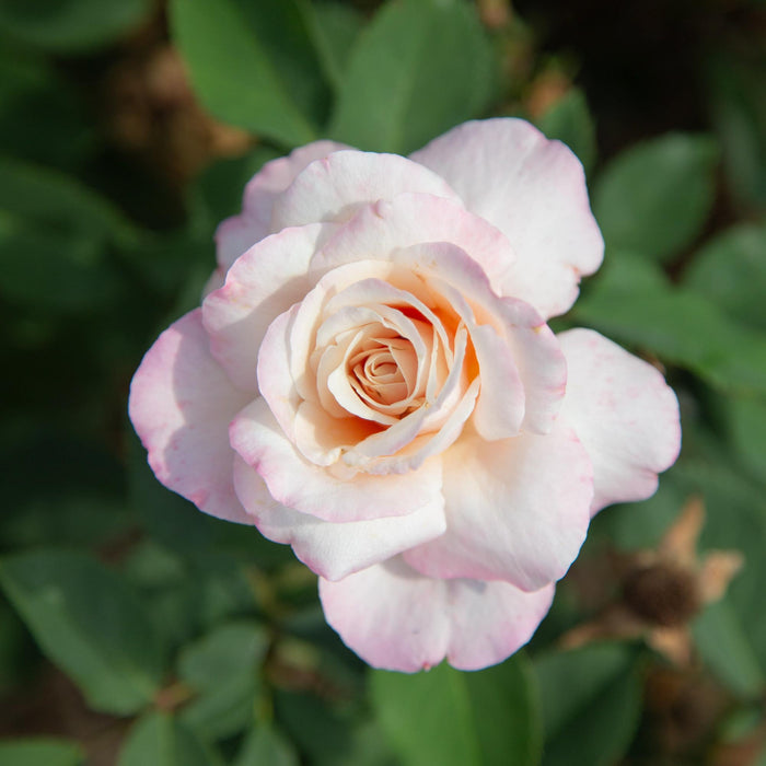 Belinda's Blush
