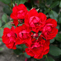 Black Forest Rose®