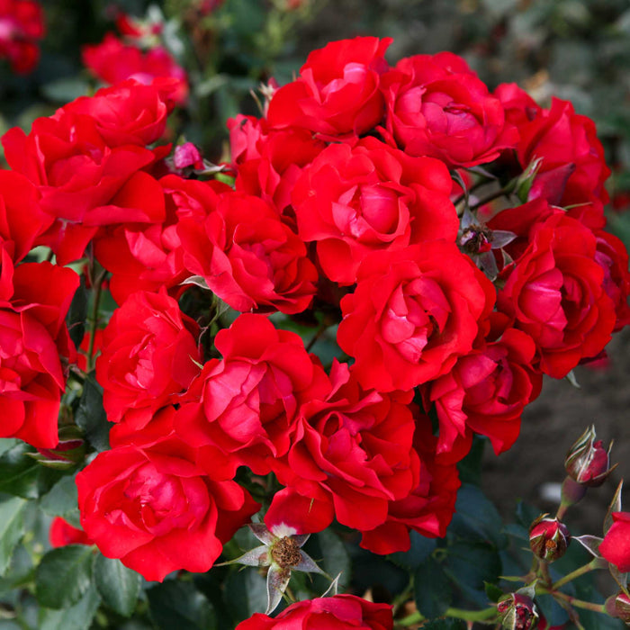 Black Forest Rose®
