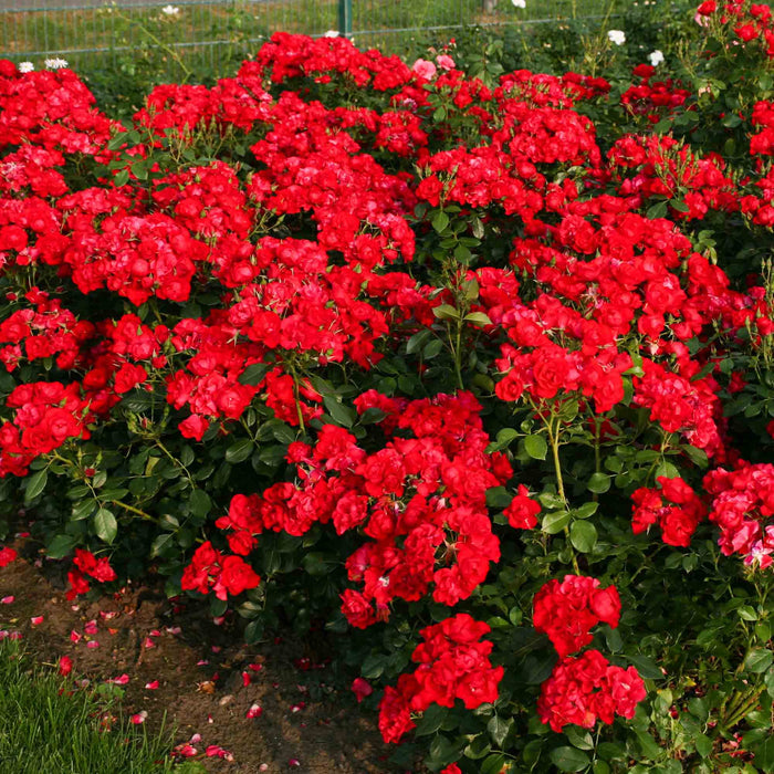 Black Forest Rose®