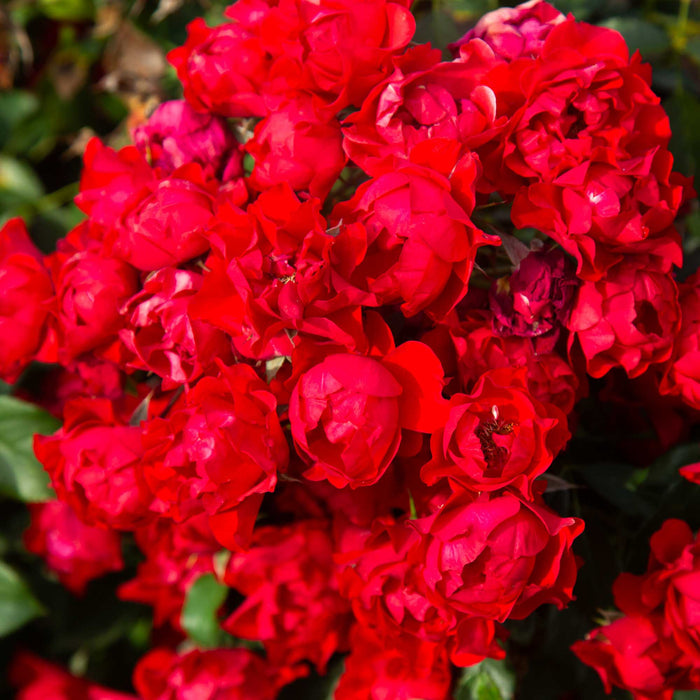Black Forest Rose®