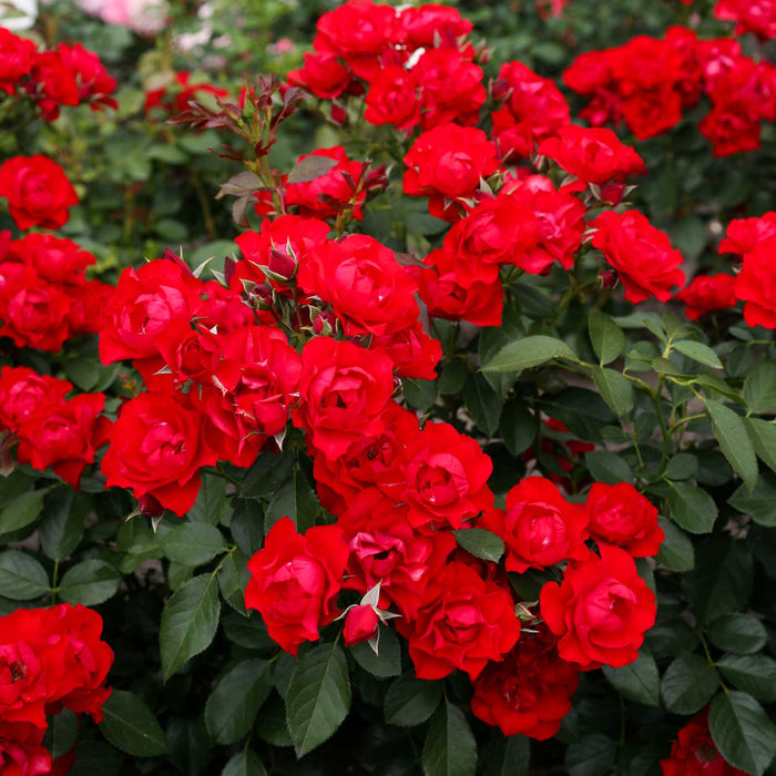 Black Forest Rose®