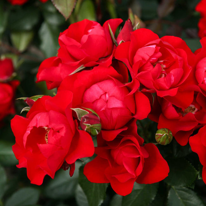 Black Forest Rose®