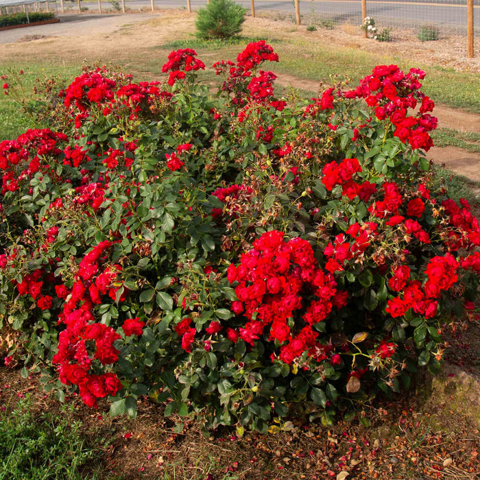 Black Forest Rose®