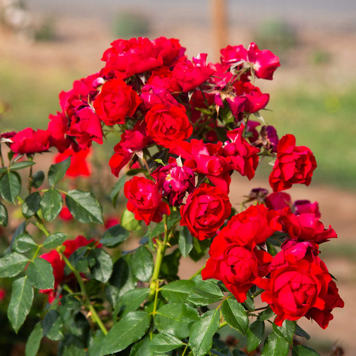 Black Forest Rose®