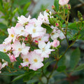 Blushing Dogwood™