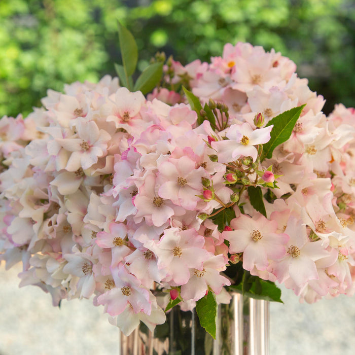 Blushing Dogwood™