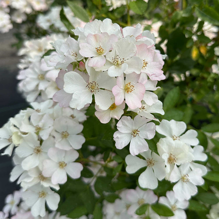 Blushing Dogwood™