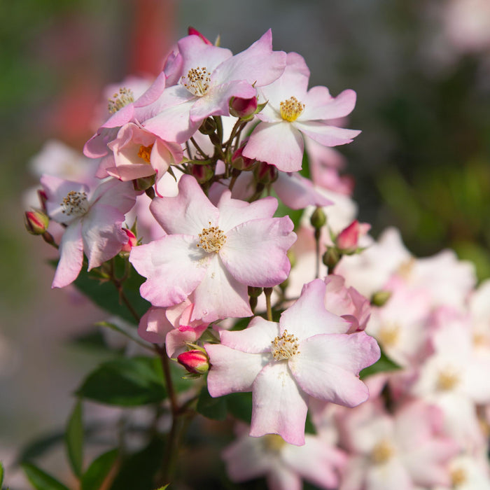 Blushing Dogwood™