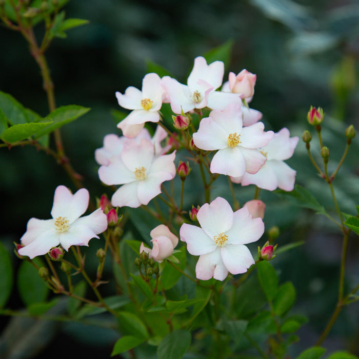 Blushing Dogwood™