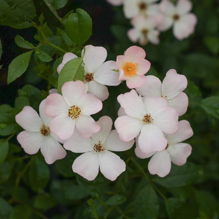 Blushing Dogwood™