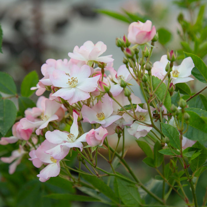 Blushing Dogwood™