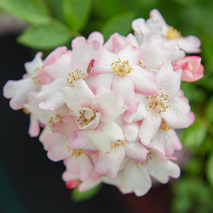 Blushing Dogwood™