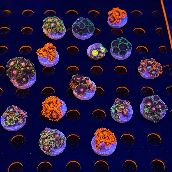 BPC 3 ZOA PACK