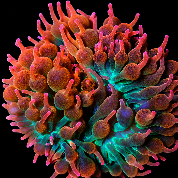 BPC ROSE ANEMONE CULTURED