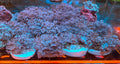 BPC XENIA FRAG CULTURED