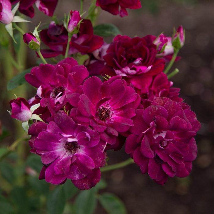 Burgundy Iceberg™