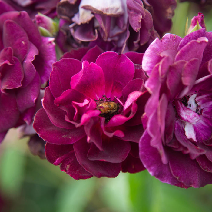 Burgundy Iceberg™