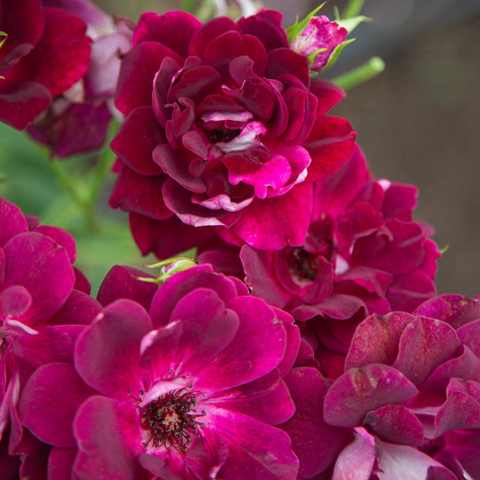 Burgundy Iceberg™