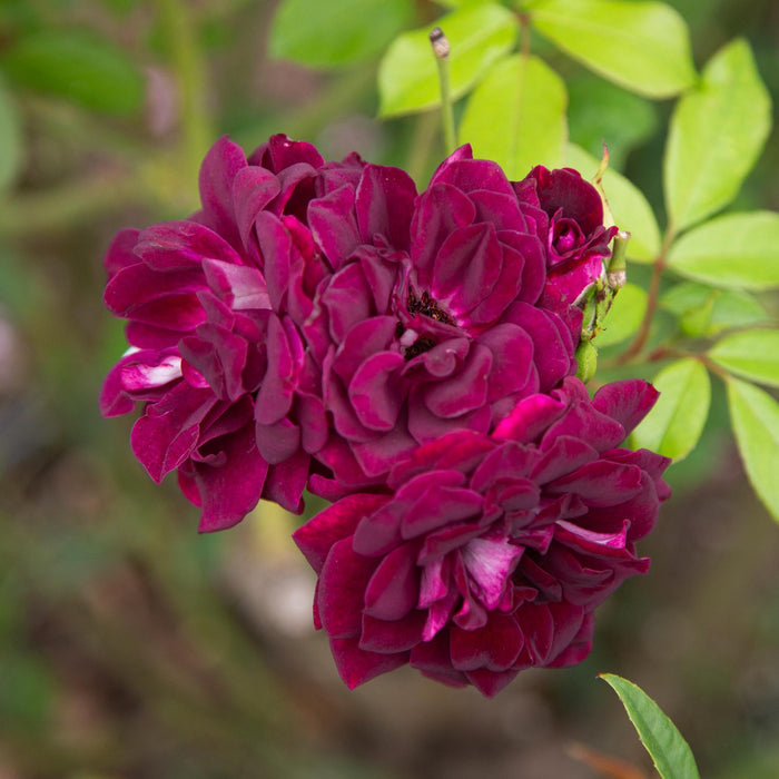 Burgundy Iceberg™